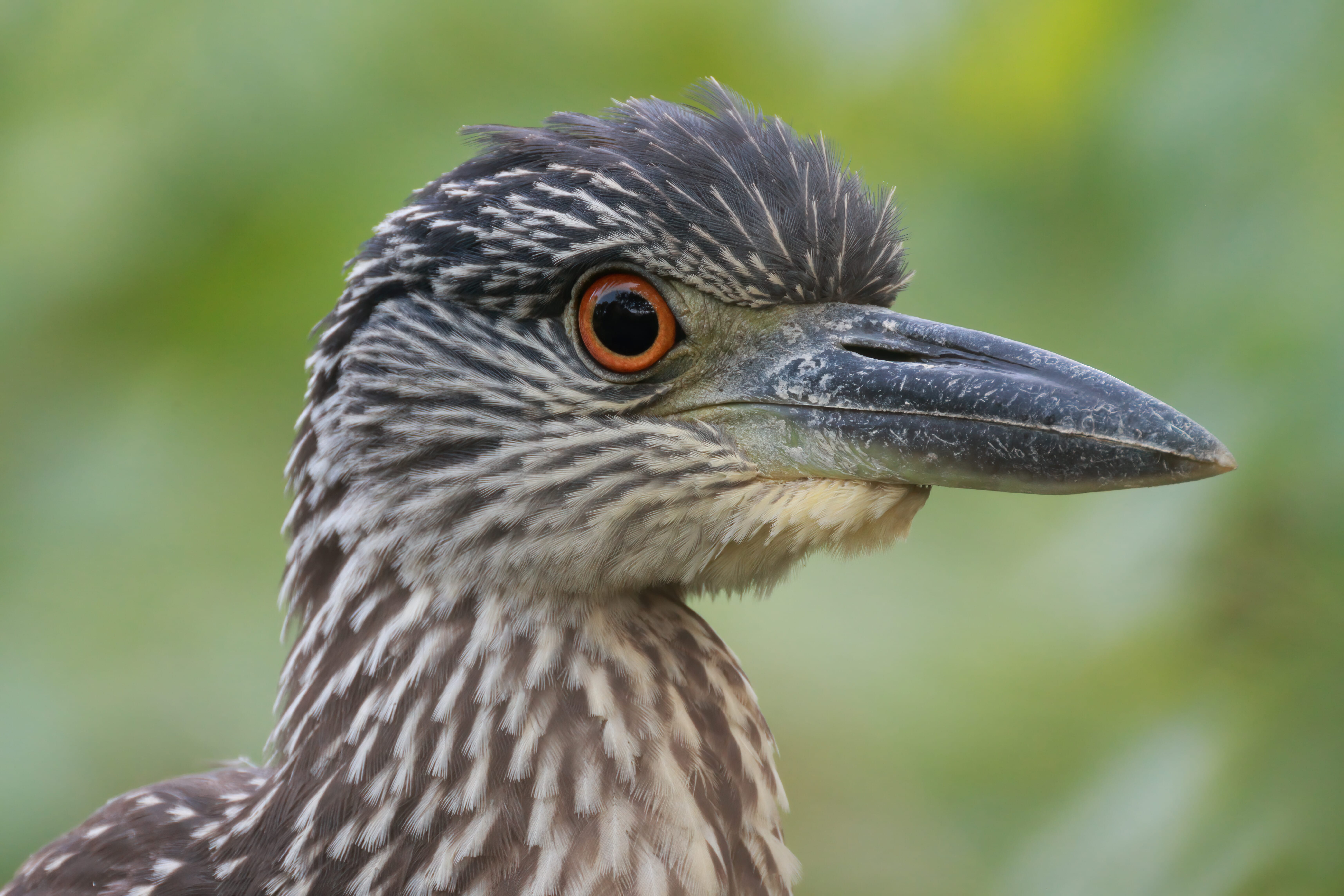 A close crop of a Yellow-crowned Night-Heron's eyes